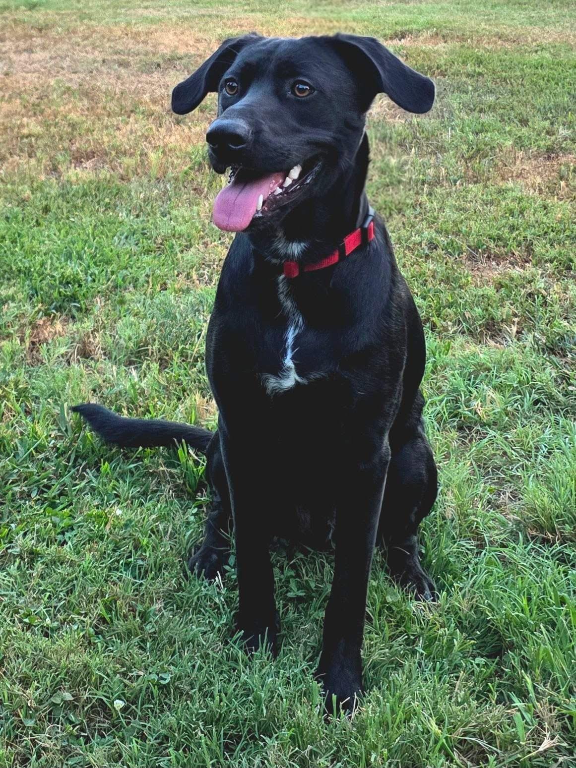 Enlarge Lucky, a Adoptable mixed breed in Mendham, NJ image 3/4