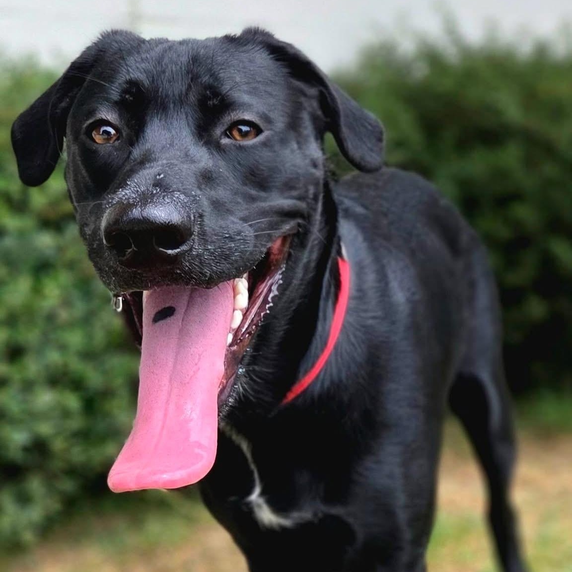 Enlarge Lucky, a Adoptable mixed breed in Mendham, NJ image 4/4