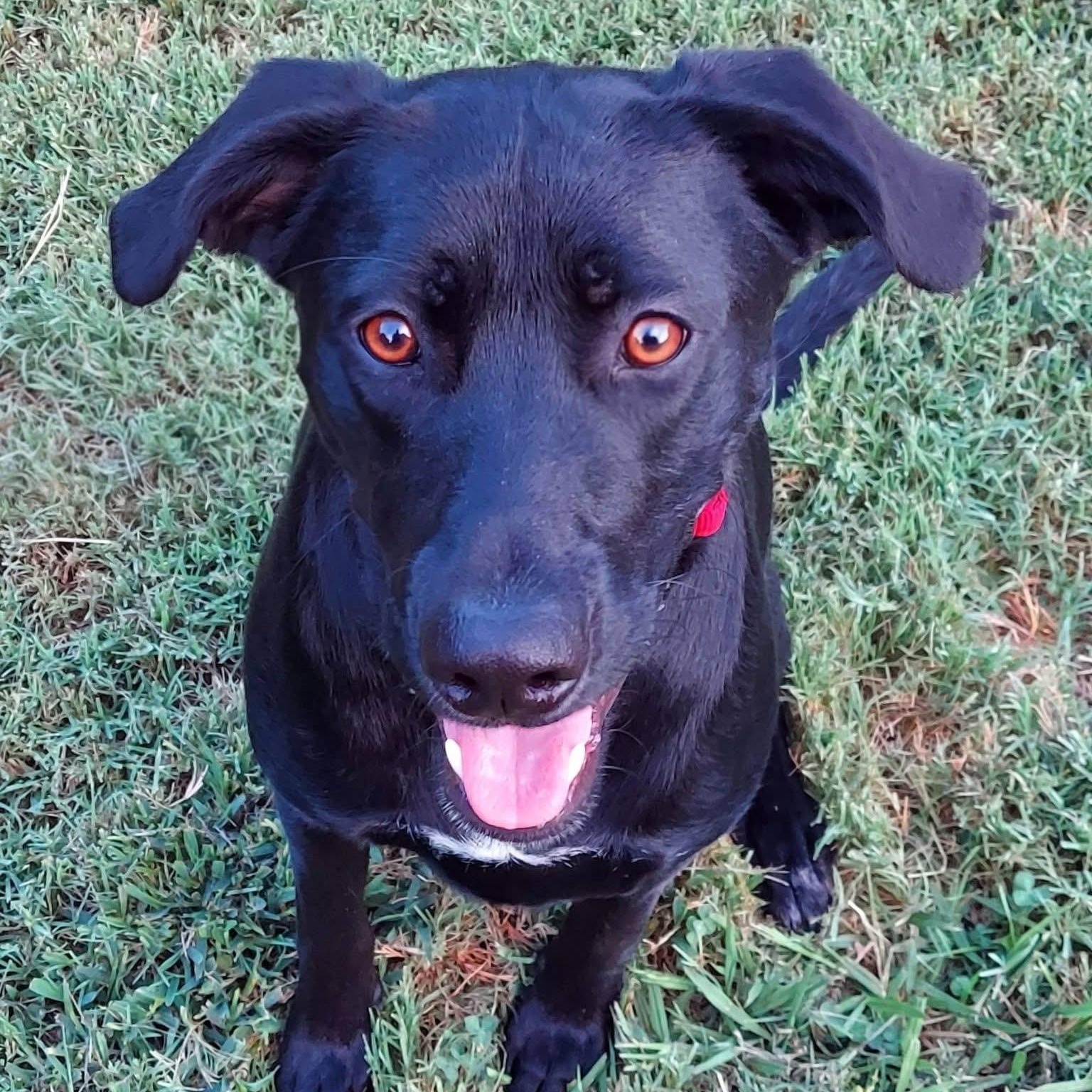 Enlarge Lucky, a Adoptable mixed breed in Mendham, NJ image 1/4