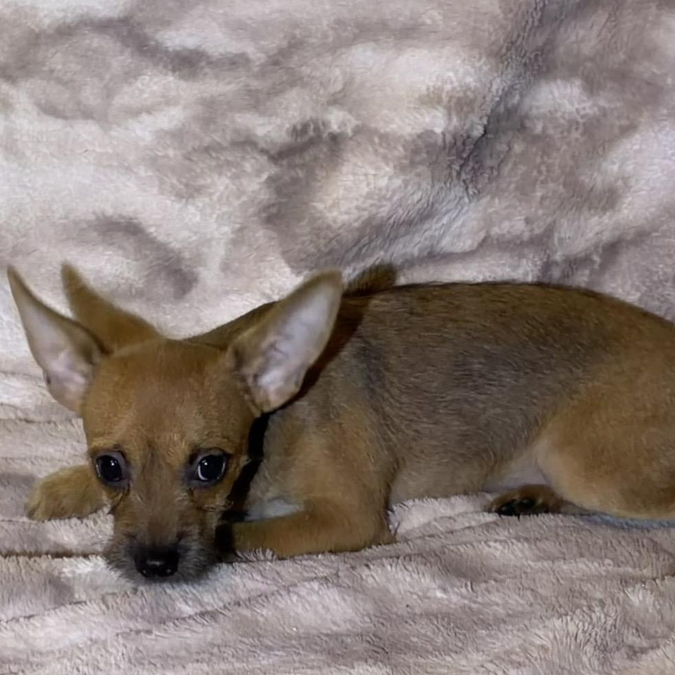 Velma, an adopted mixed breed in Pelham, NH image 3/6