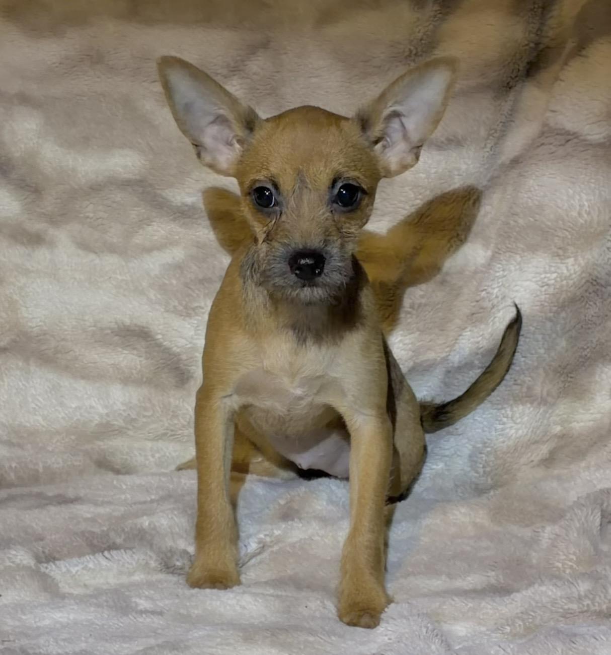 Velma, an adopted mixed breed in Pelham, NH image 4/6