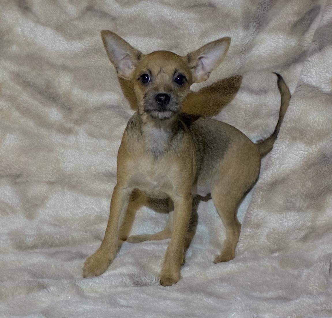 Velma, an adopted mixed breed in Pelham, NH image 6/6
