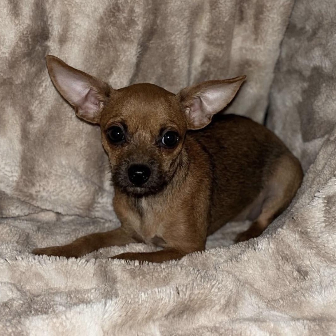 Velma, an adopted mixed breed in Pelham, NH image 2/6