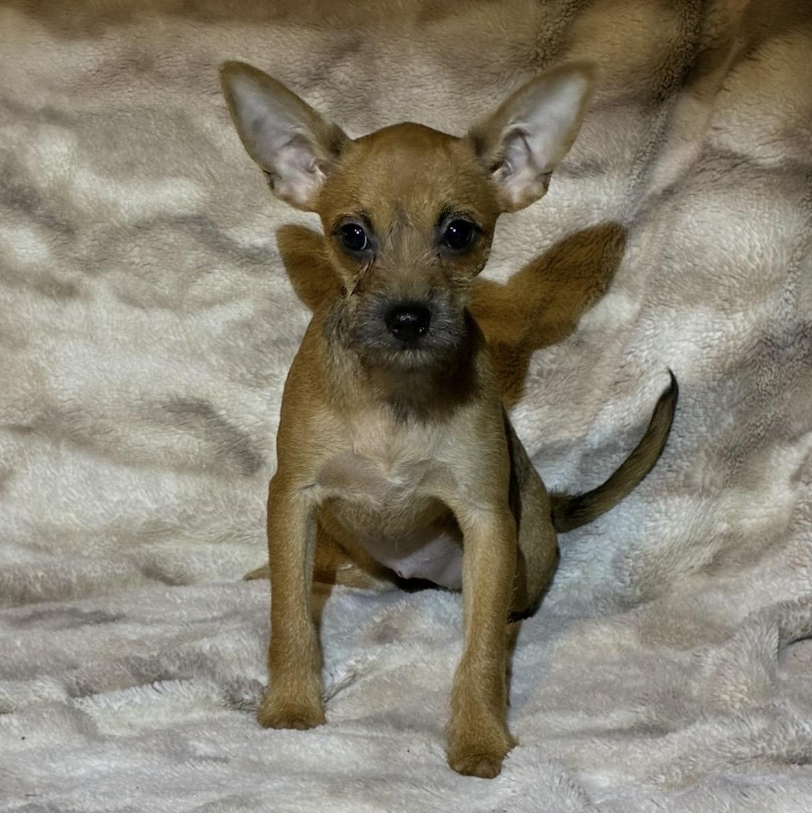 Velma, an adopted mixed breed in Pelham, NH image 1/6