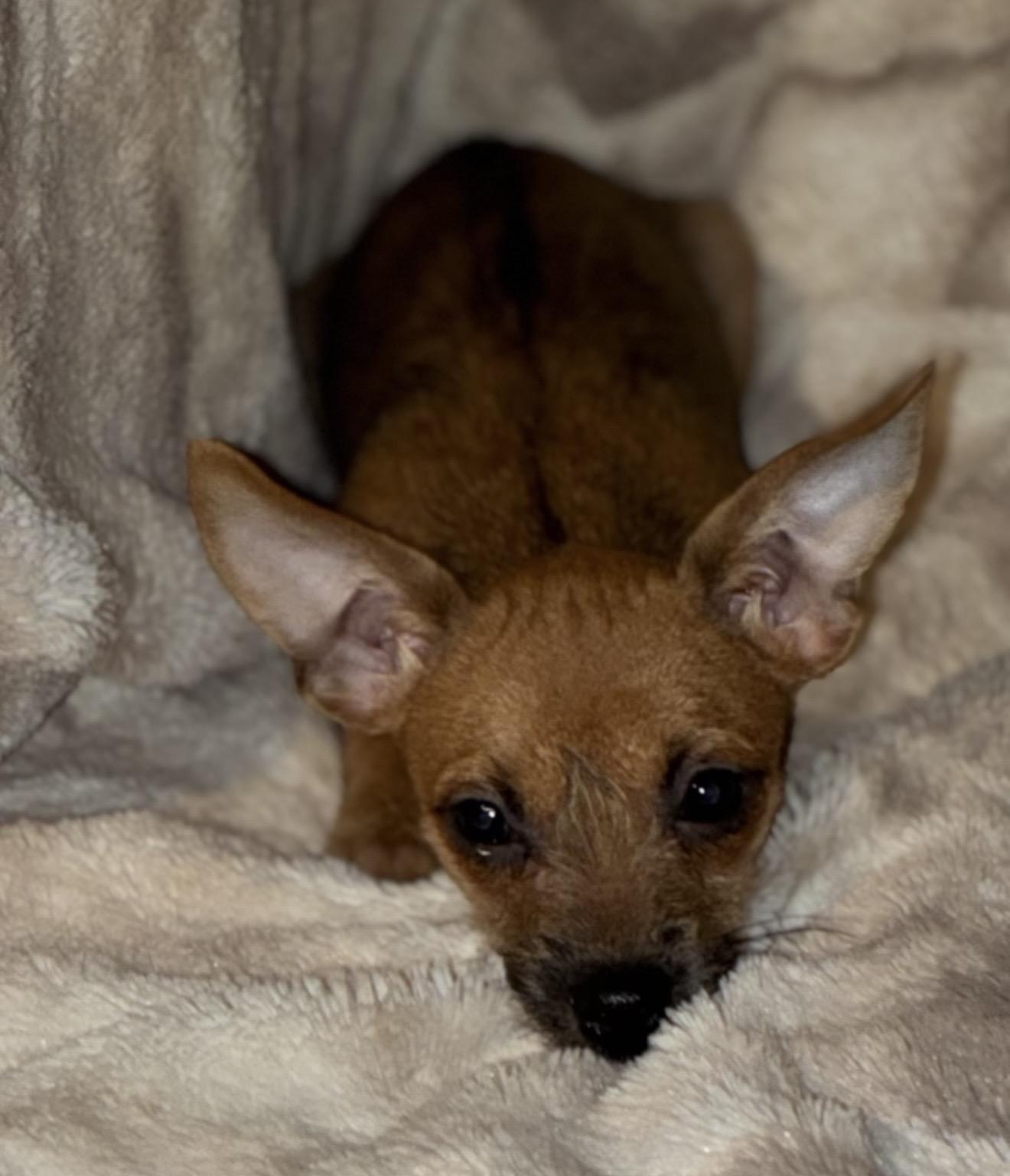 Velma, an adopted mixed breed in Pelham, NH image 5/6