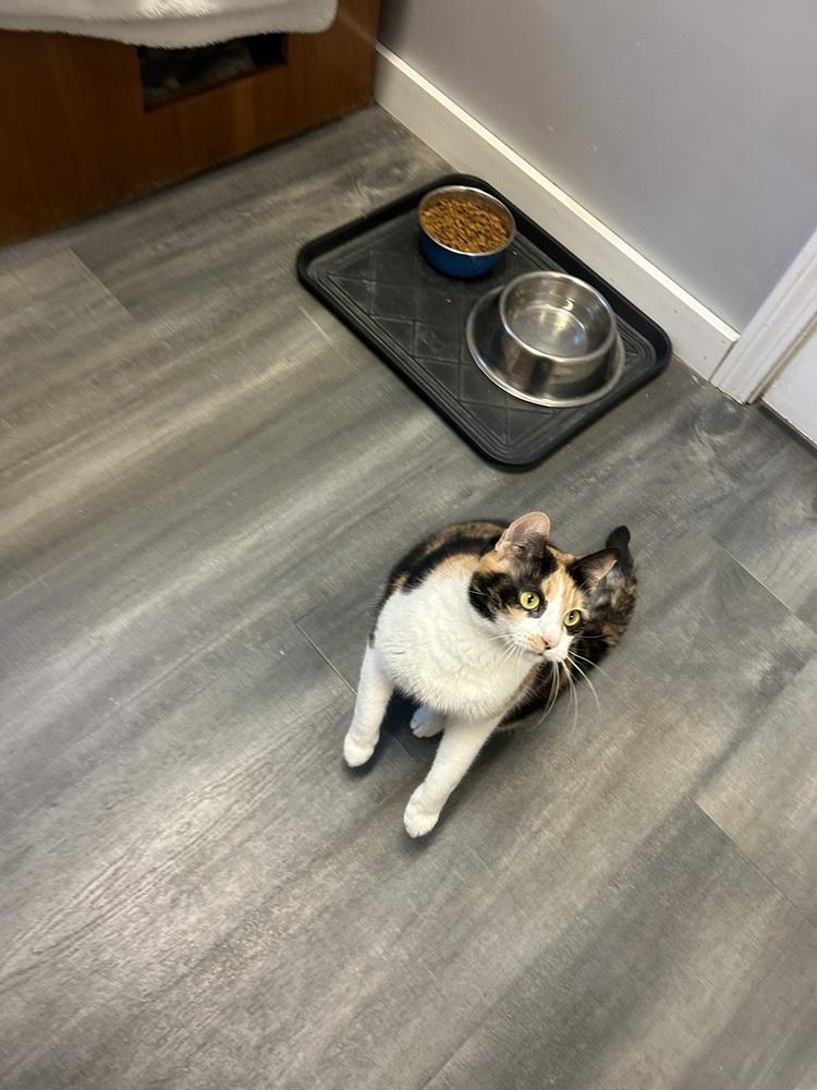 Enlarge Bigsby (bonded with Mama), a Adopted mixed breed in Hudson, NH image 2/4