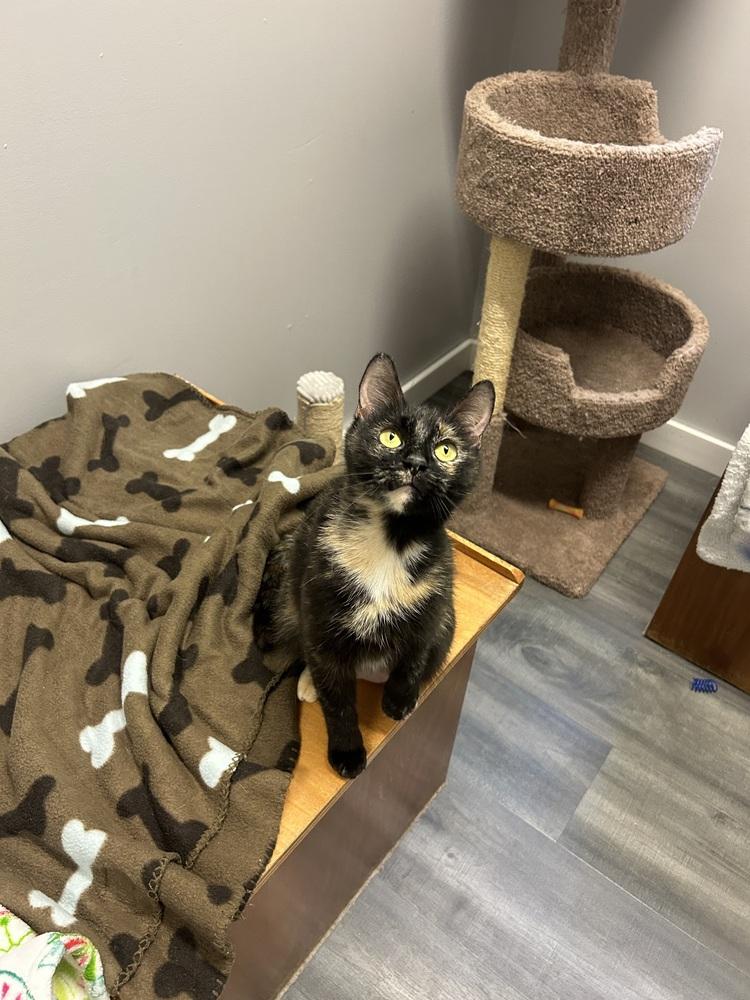 Enlarge Bigsby (bonded with Mama), a Adopted mixed breed in Hudson, NH image 3/4