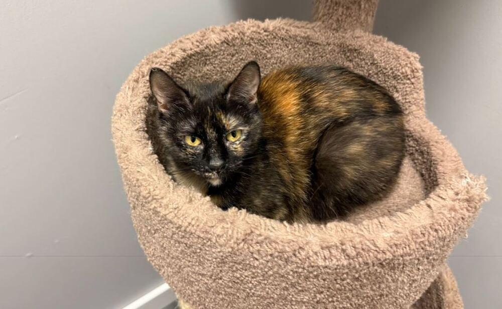 Bigsby (bonded with Mama), Adopted, Adult Female Domestic Short Hair & Domestic Short Hair.