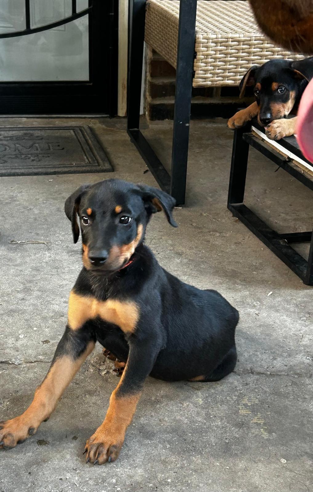 Rott Shepherd mix puppies - female, a Adopted mixed breed in Dyer, IN image 1/4