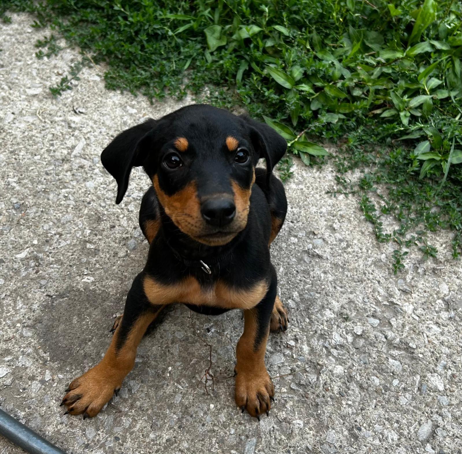 Rott Shepherd mix puppies - female, a Adopted mixed breed in Dyer, IN image 2/4
