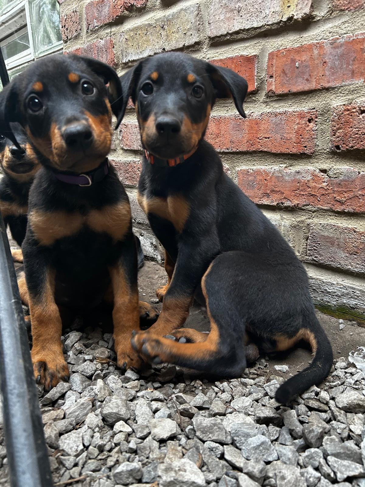 Rott Shepherd mix puppies - female