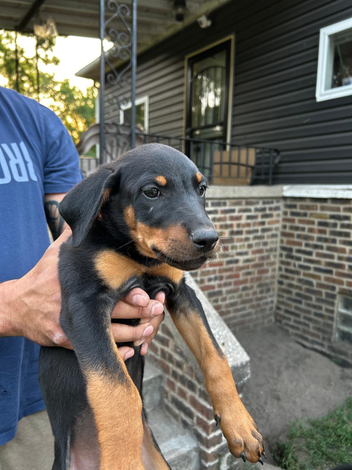 Rott Shepherd mix puppies - female, a Adopted mixed breed in Dyer, IN image 4/4
