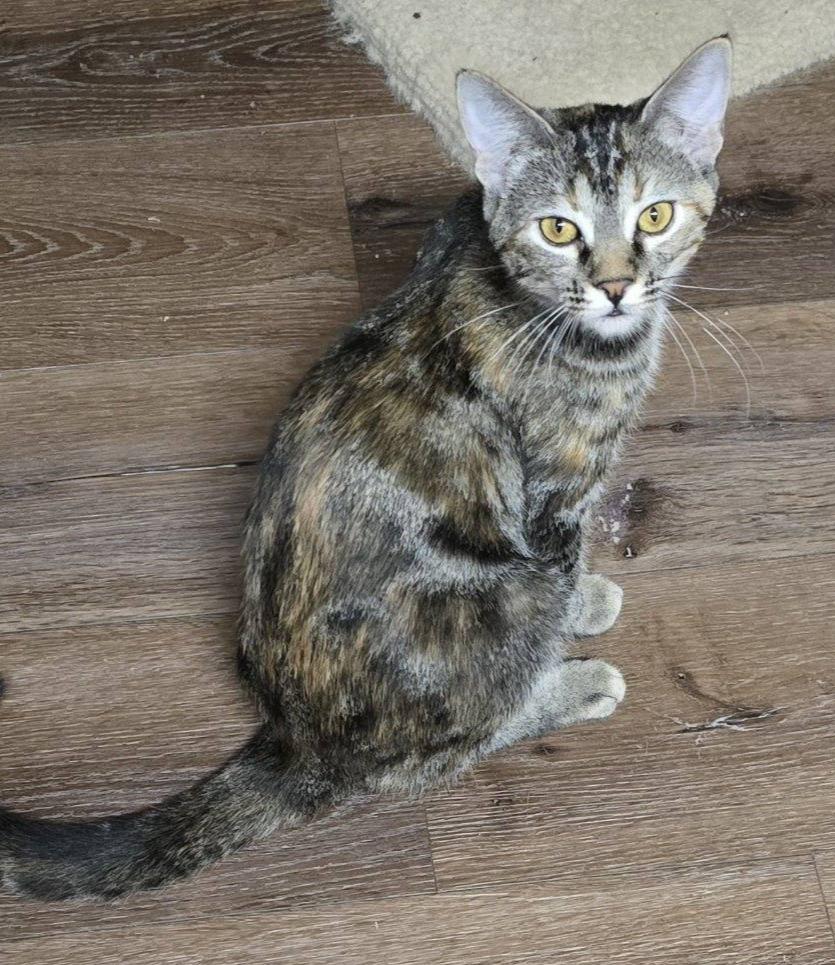 Enlarge Bebe, a Adoptable mixed breed in Buhl, ID image 1/4
