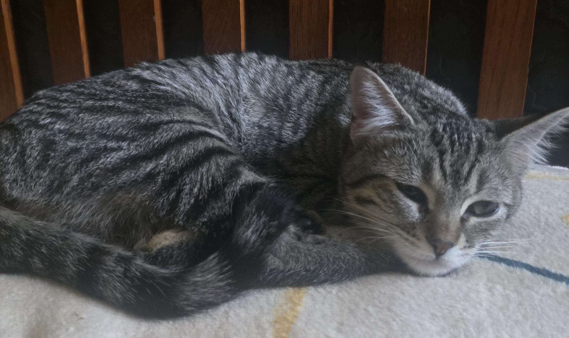 Enlarge Bebe, a Adoptable mixed breed in Buhl, ID image 2/4