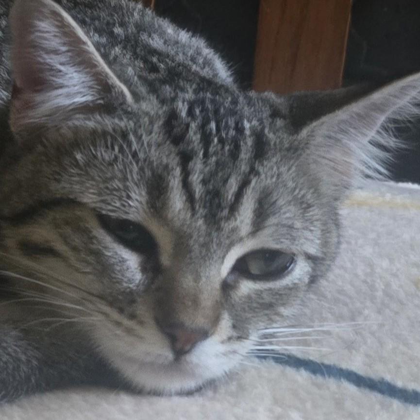 Enlarge Bebe, a Adoptable mixed breed in Buhl, ID image 3/4