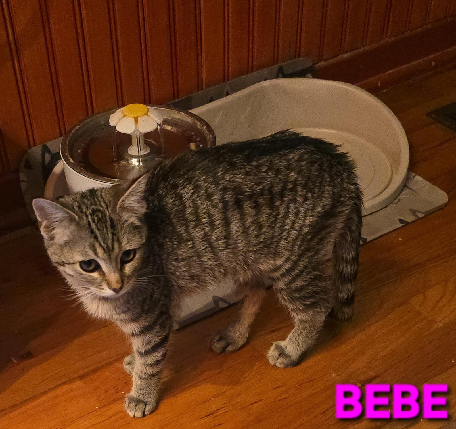 Enlarge Bebe, a Adoptable mixed breed in Buhl, ID image 4/4