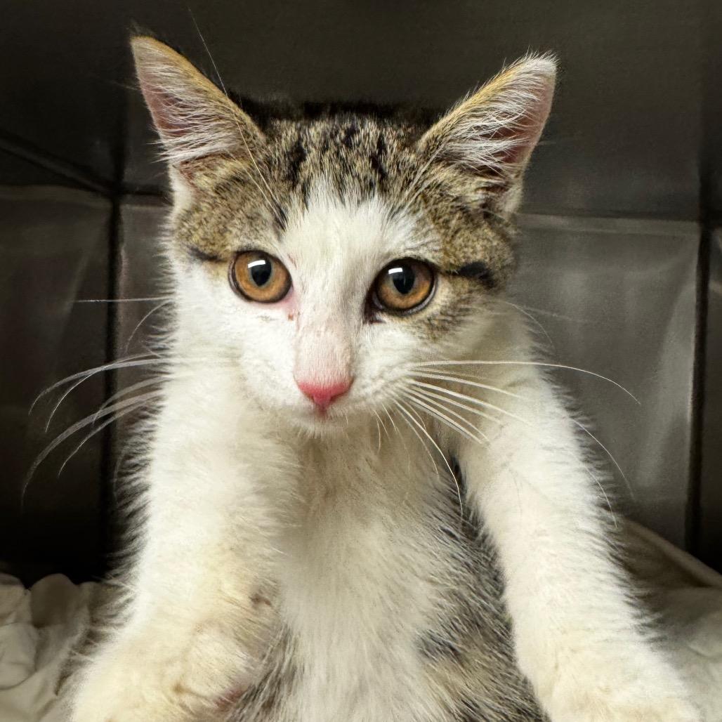 Turkey, a Adoptable Domestic Short Hair in Colorado Springs, CO image 1/4