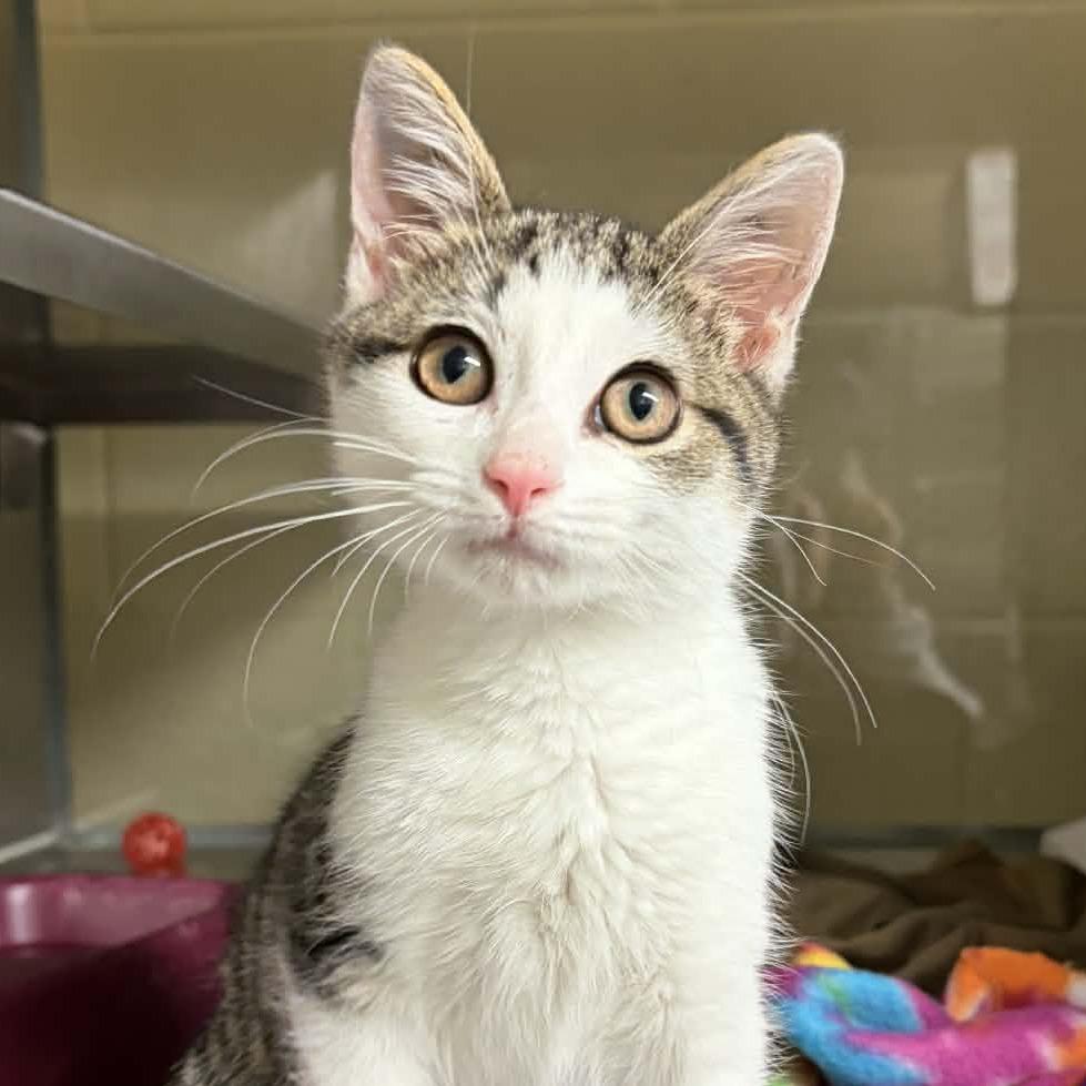 Turkey, a Adoptable Domestic Short Hair in Colorado Springs, CO image 2/4