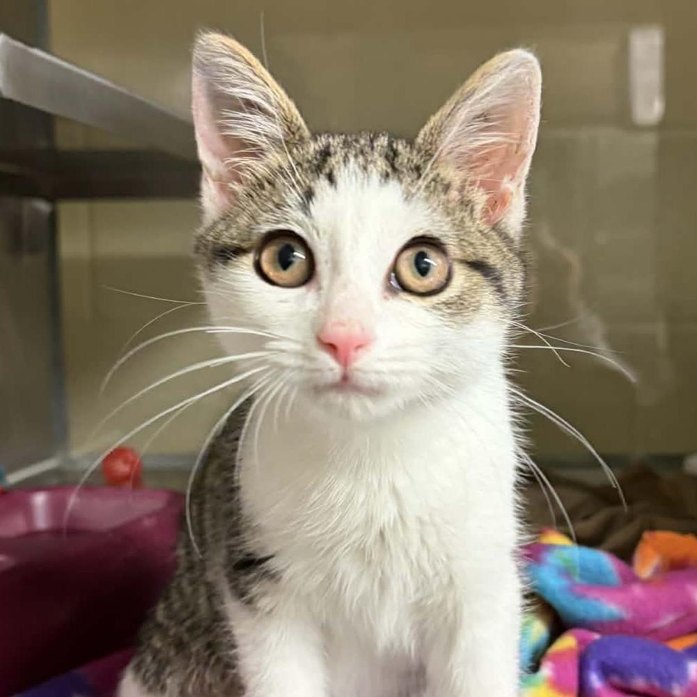 Turkey, a Adoptable Domestic Short Hair in Colorado Springs, CO image 3/4