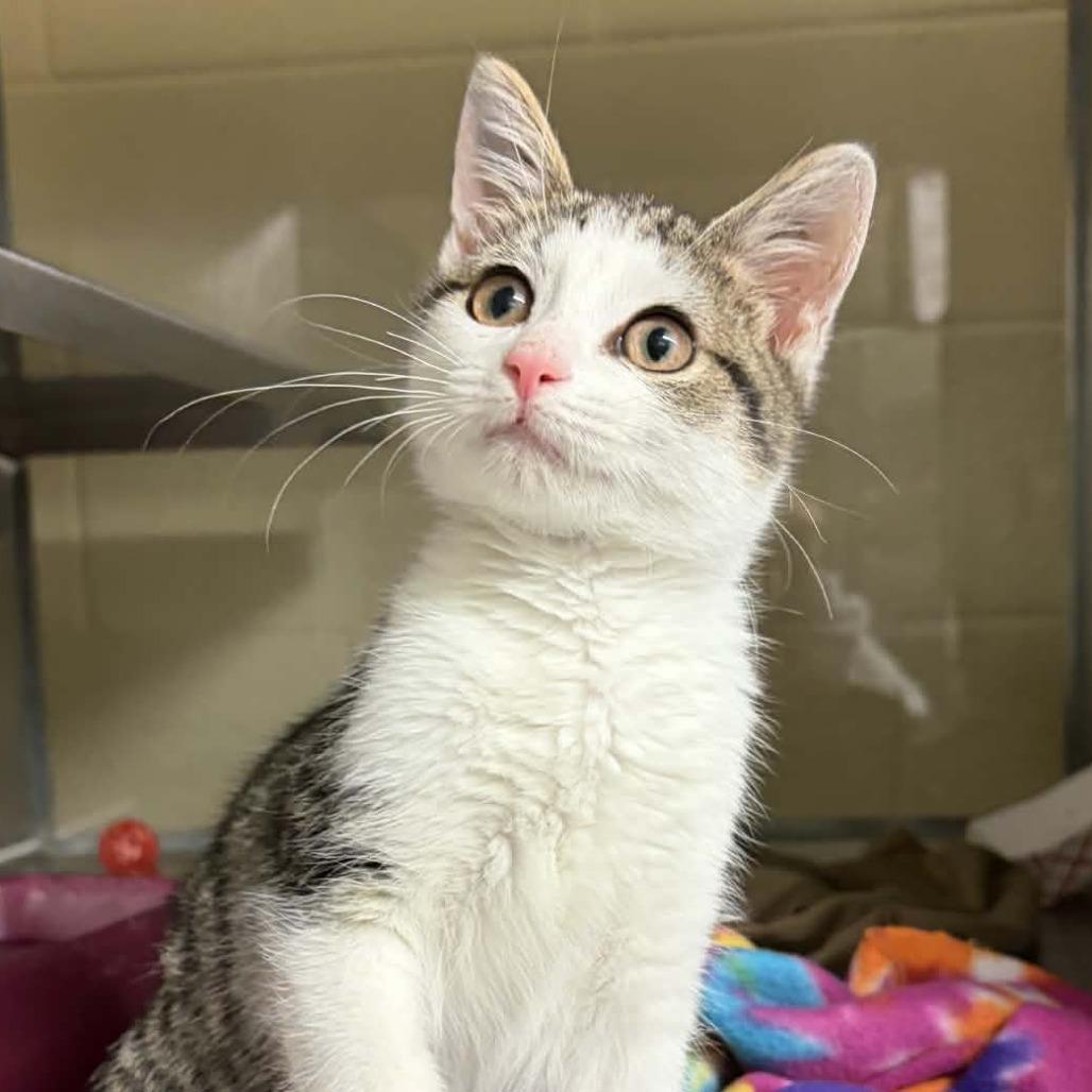 Turkey, a Adoptable Domestic Short Hair in Colorado Springs, CO image 4/4