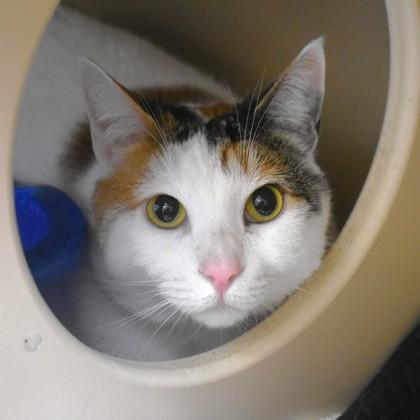 Indie, ADOPTABLE, Adult Female Domestic Short Hair.