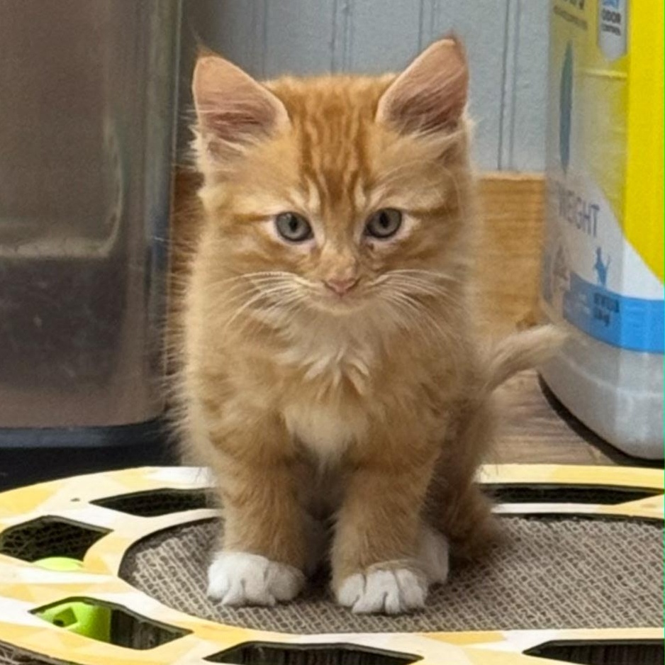 Rocky, Adoptable, Young Male Domestic Short Hair.