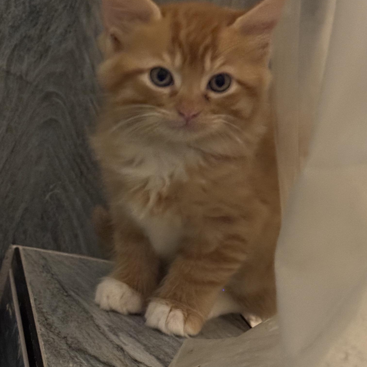 Enlarge Rocky, a Adoptable Domestic Short Hair in Blairsville, GA image 3/3