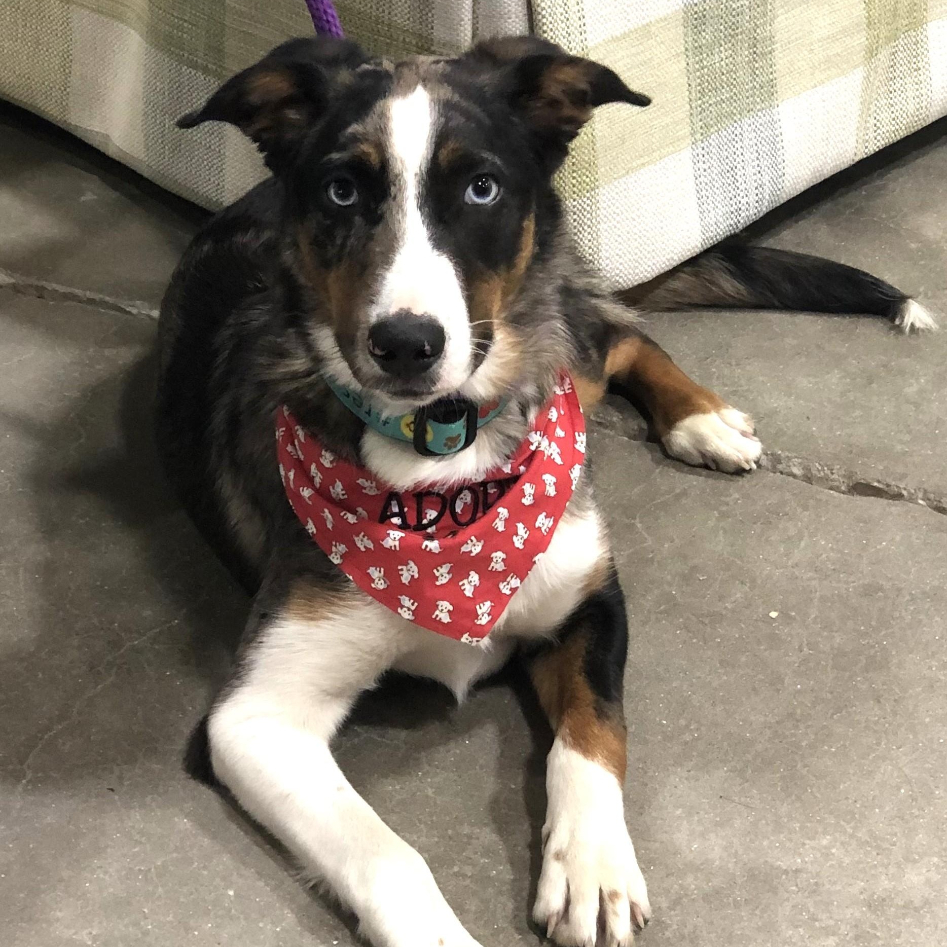 Enlarge Charlie, a ADOPTABLE mixed breed in Magnolia Springs, AL image 3/6