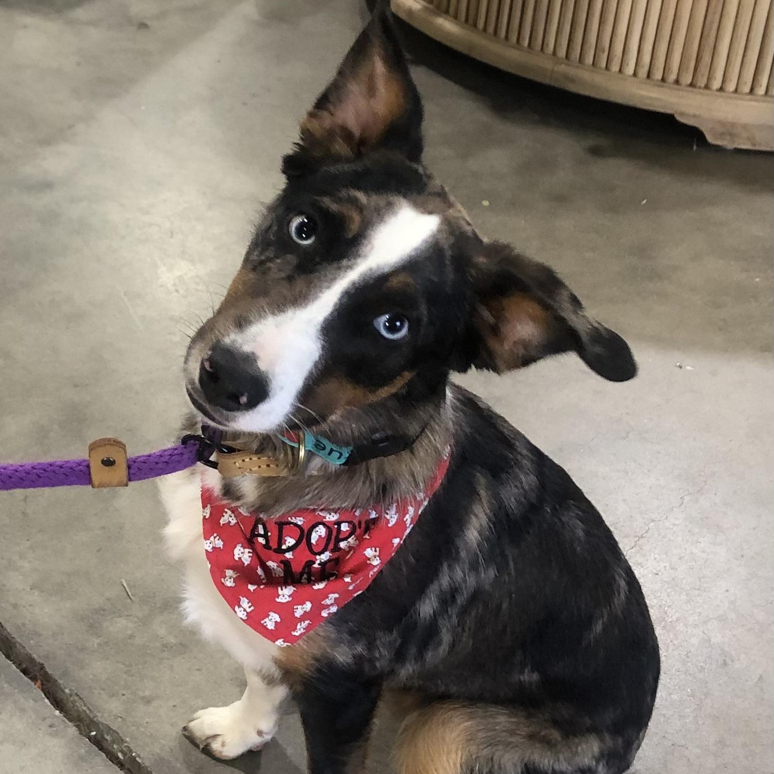 Charlie, ADOPTABLE, Young Male Australian Shepherd & Spaniel.