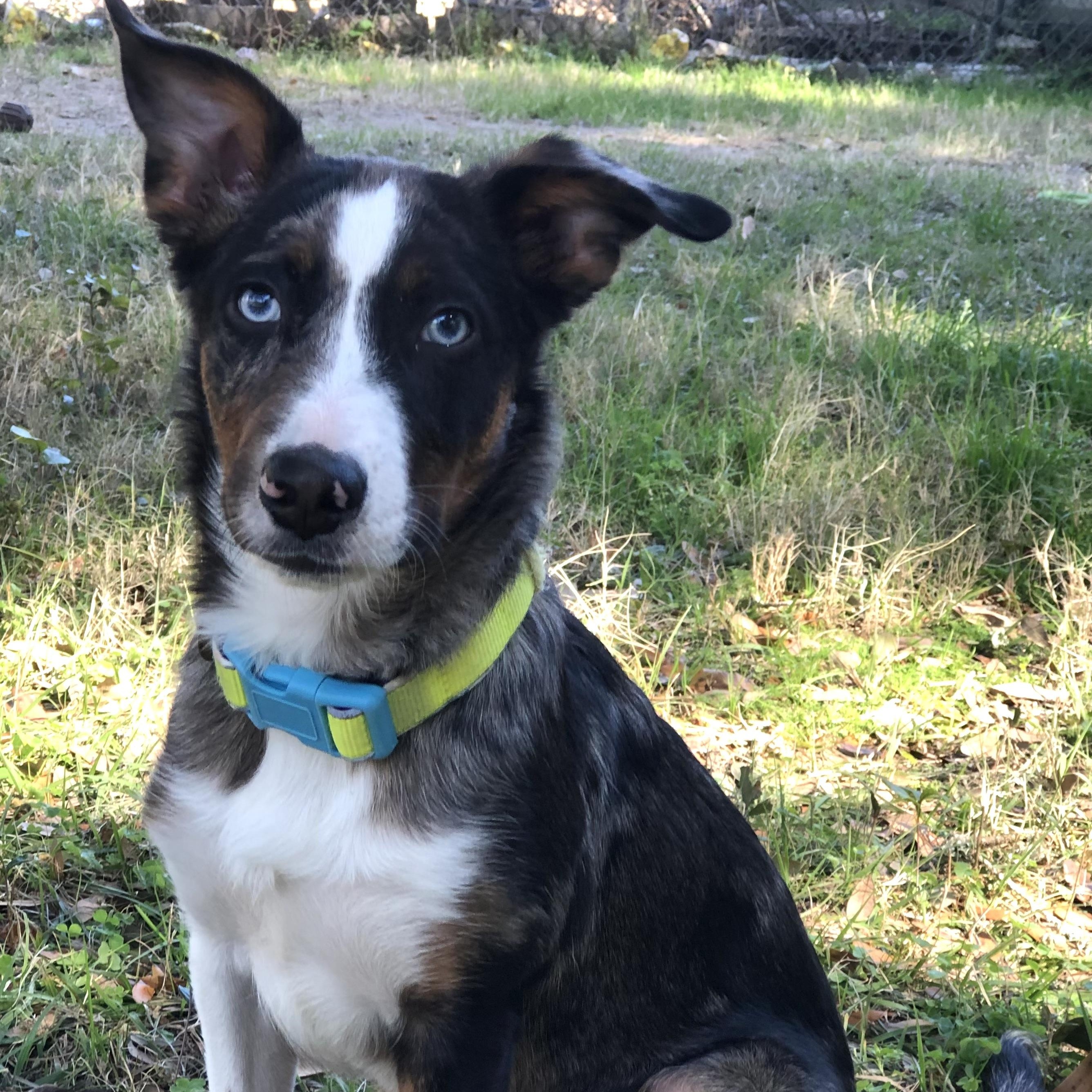 Enlarge Charlie, a ADOPTABLE mixed breed in Magnolia Springs, AL image 2/6