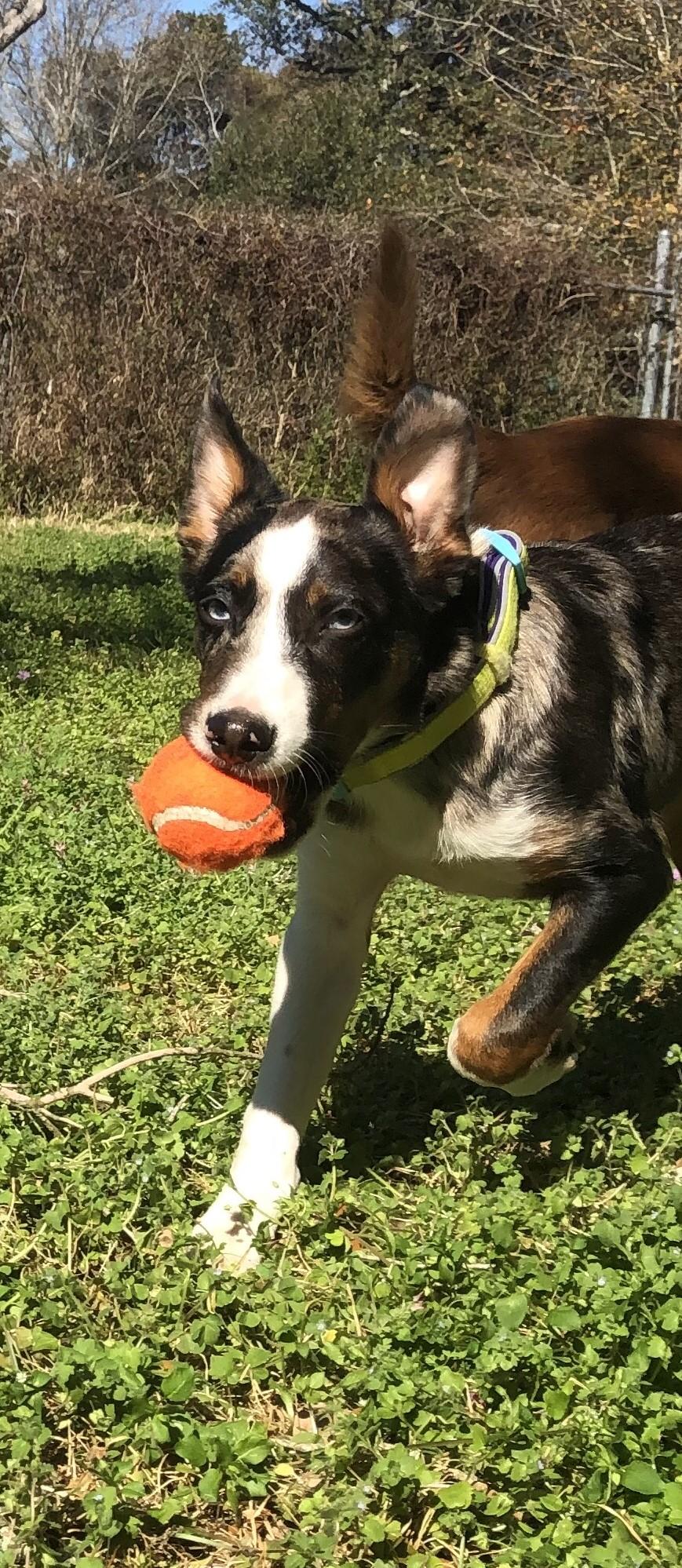 Enlarge Charlie, a ADOPTABLE mixed breed in Magnolia Springs, AL image 4/6