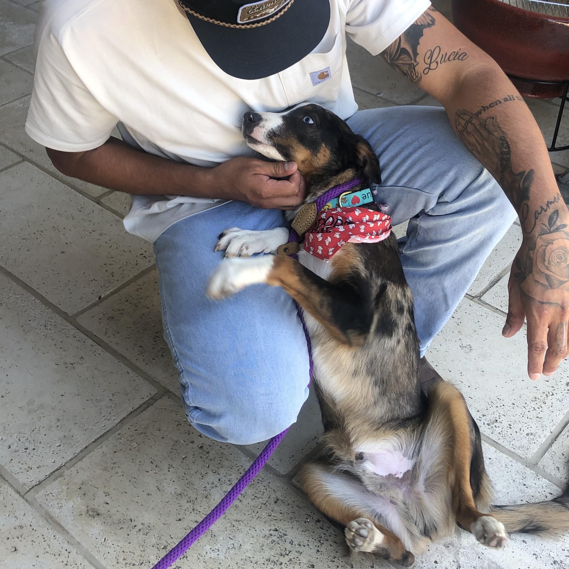 Enlarge Charlie, a ADOPTABLE mixed breed in Magnolia Springs, AL image 6/6