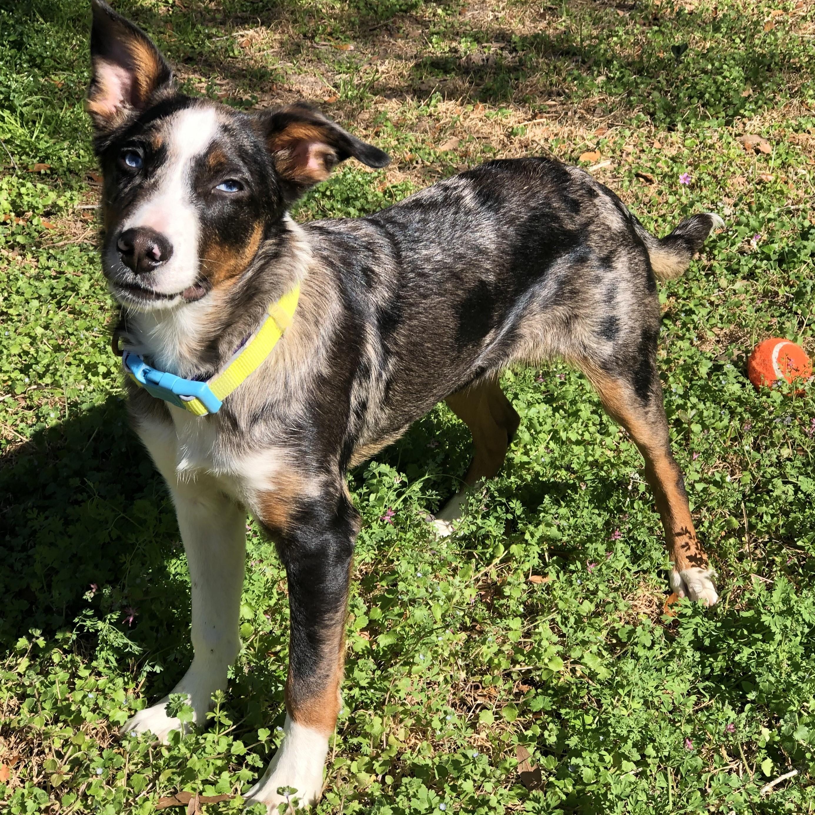 Enlarge Charlie, a ADOPTABLE mixed breed in Magnolia Springs, AL image 5/6