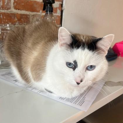 Snickey, Adoptable, Adult Male Domestic Short Hair & Domestic Short Hair.