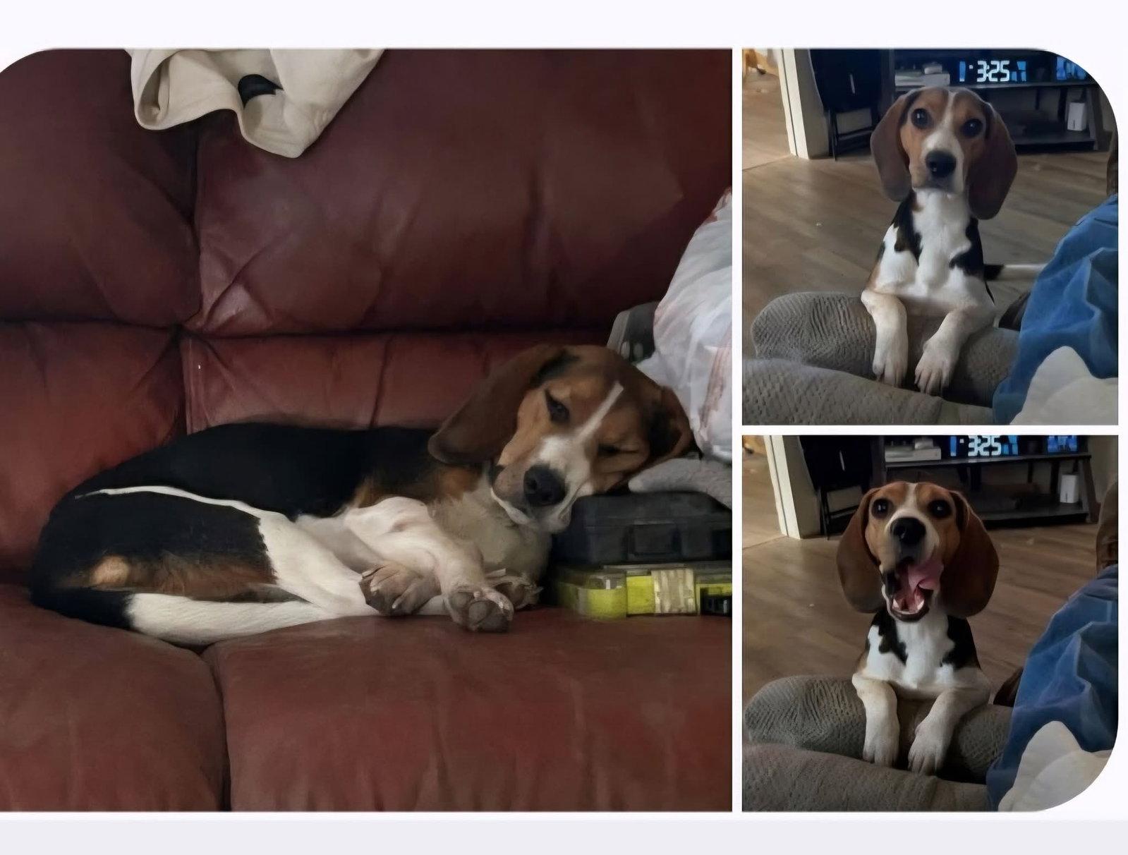 Ellie Mae, Adoptable, Young Female Beagle.