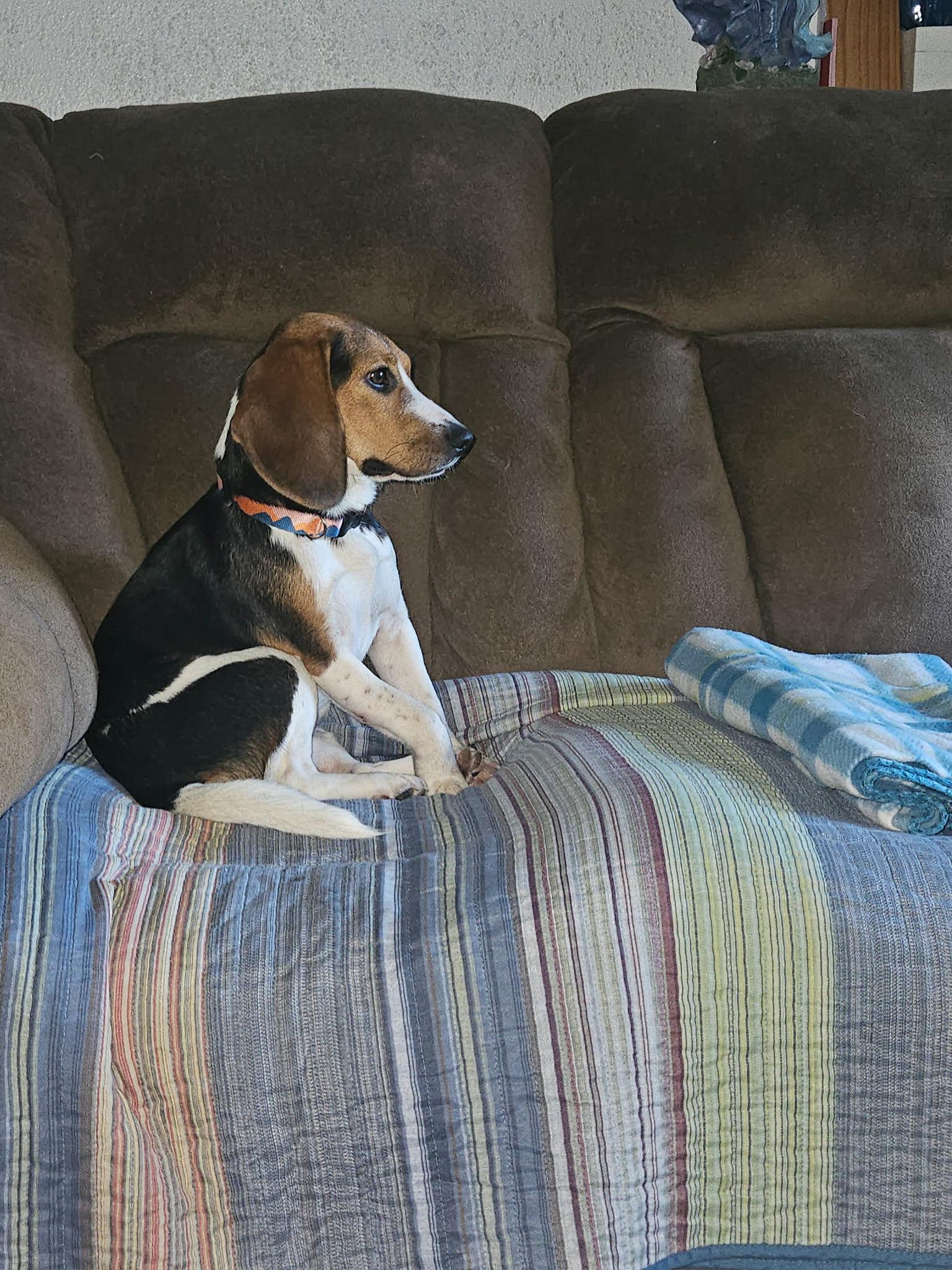 Ellie Mae, a Adoptable Beagle in Crystal, MN image 2/2