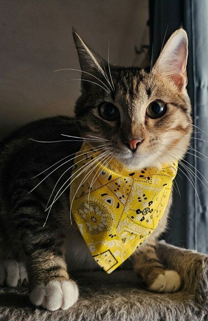TIGGER