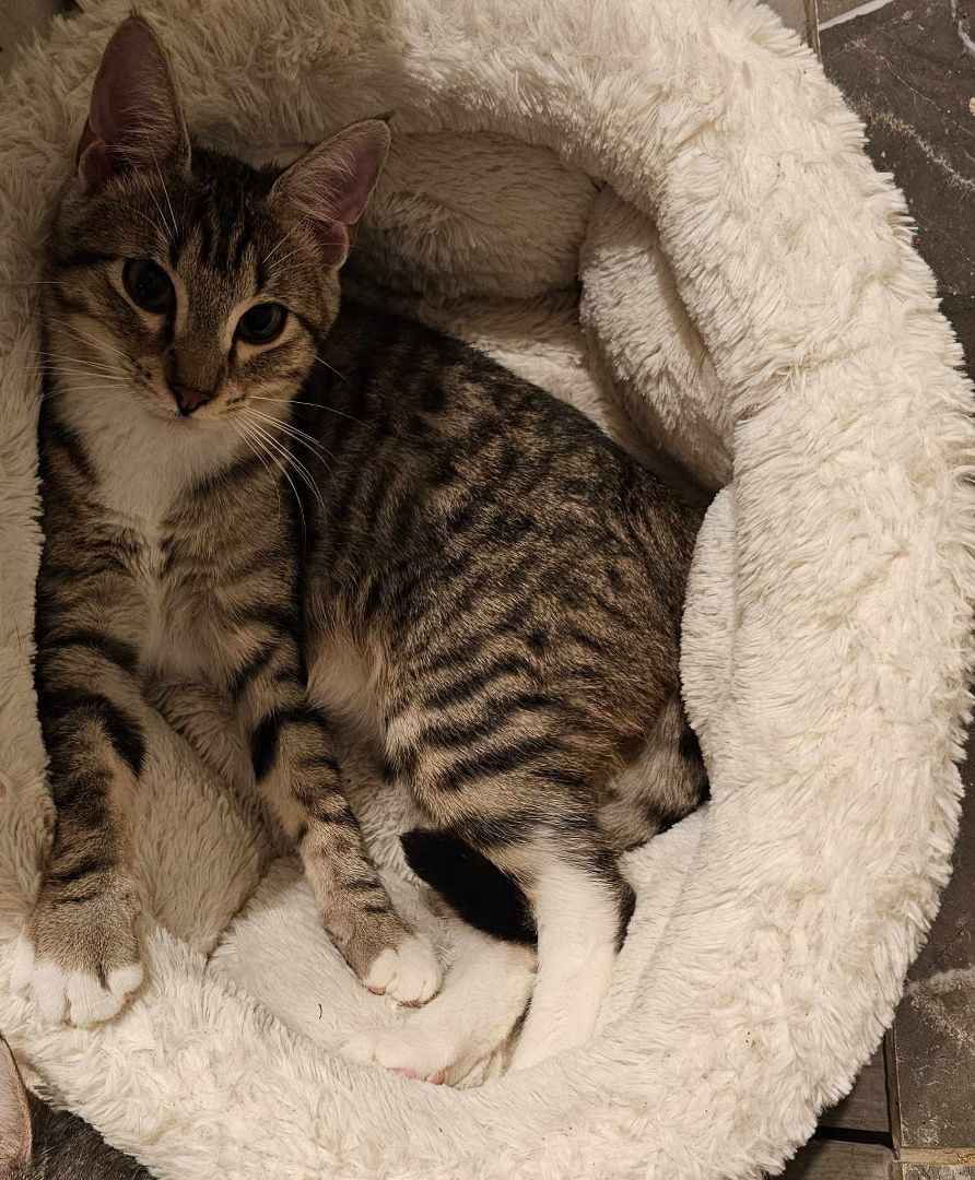 TIGGER 2