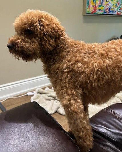 Suki, a Adopted Poodle in Etobicoke, ON image 1/3