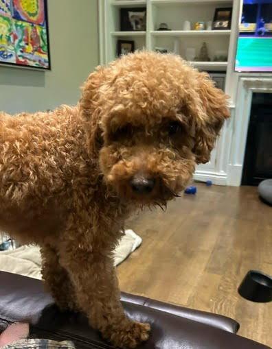Suki, a Adopted Poodle in Etobicoke, ON image 2/3