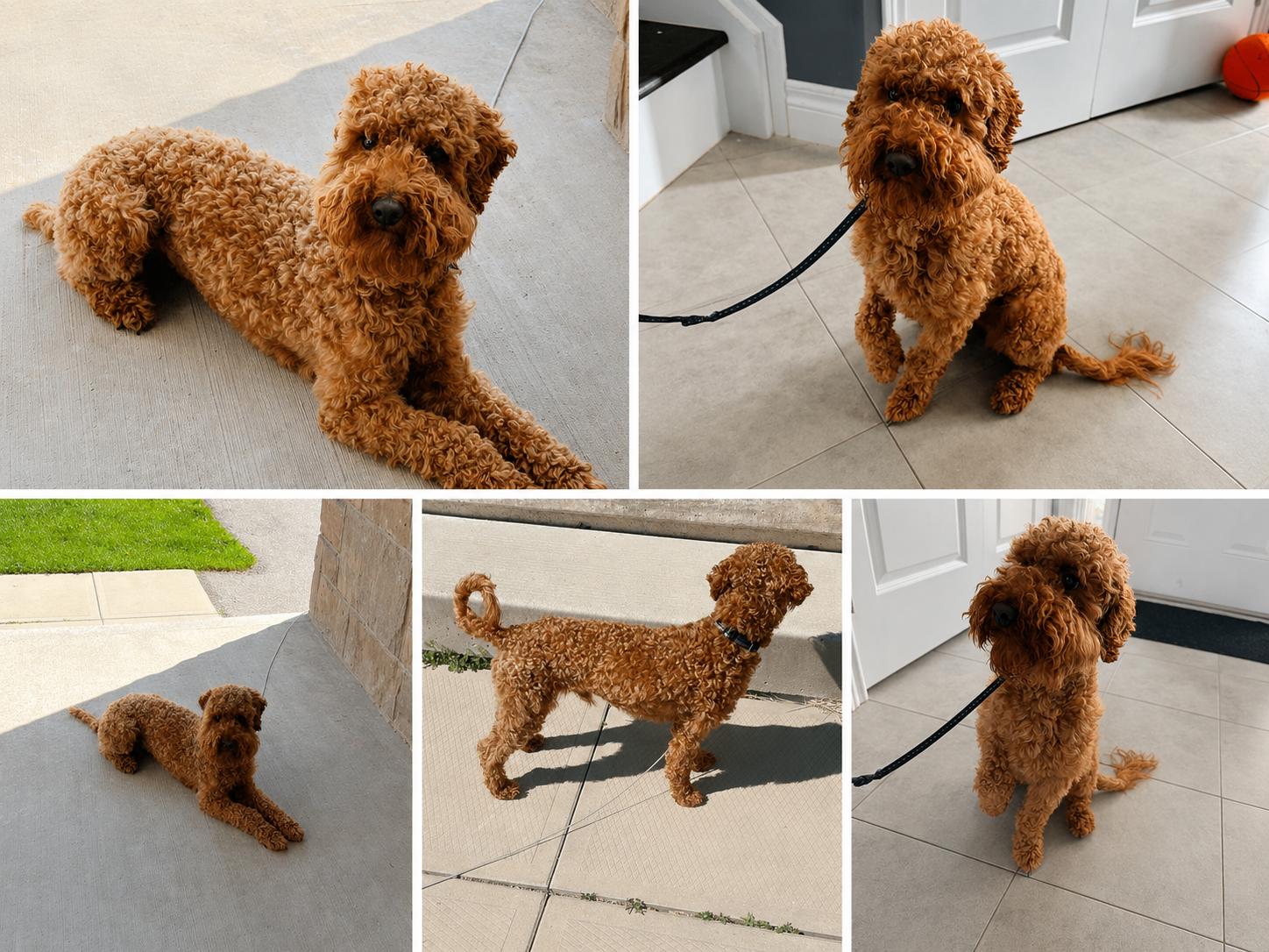 Suki, a Adopted Poodle in Etobicoke, ON image 3/3