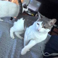 Kiko, Adoptable, Young Female Domestic Short Hair.