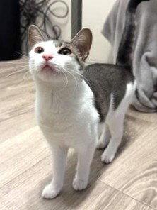 Kiko, a Adoptable Domestic Short Hair in St. Cloud, FL image 2/2