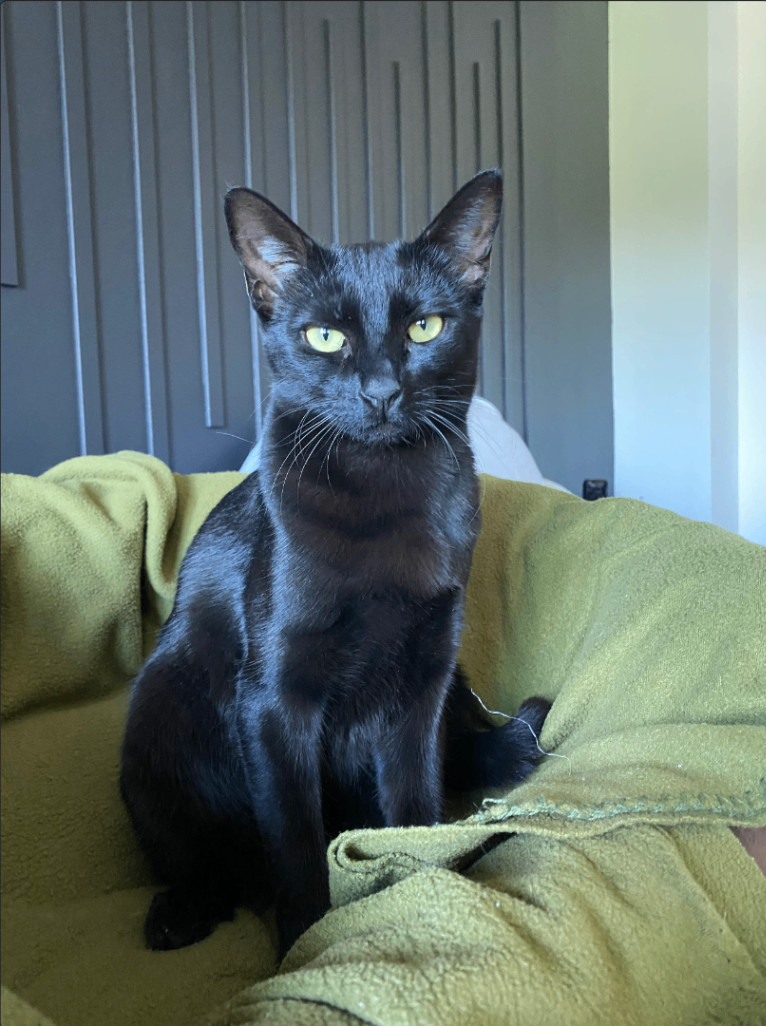 Binx, a Adopted Bombay in Herrin, IL image 1/5