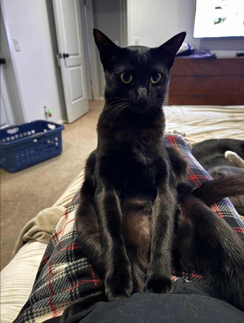 Binx, a Adopted Bombay in Herrin, IL image 2/5