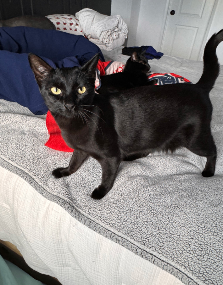 Binx, a Adopted Bombay in Herrin, IL image 4/5