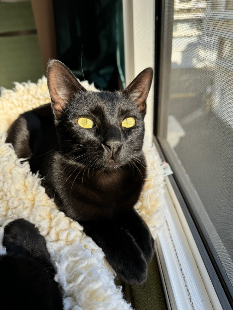 Binx, a Adopted Bombay in Herrin, IL image 5/5