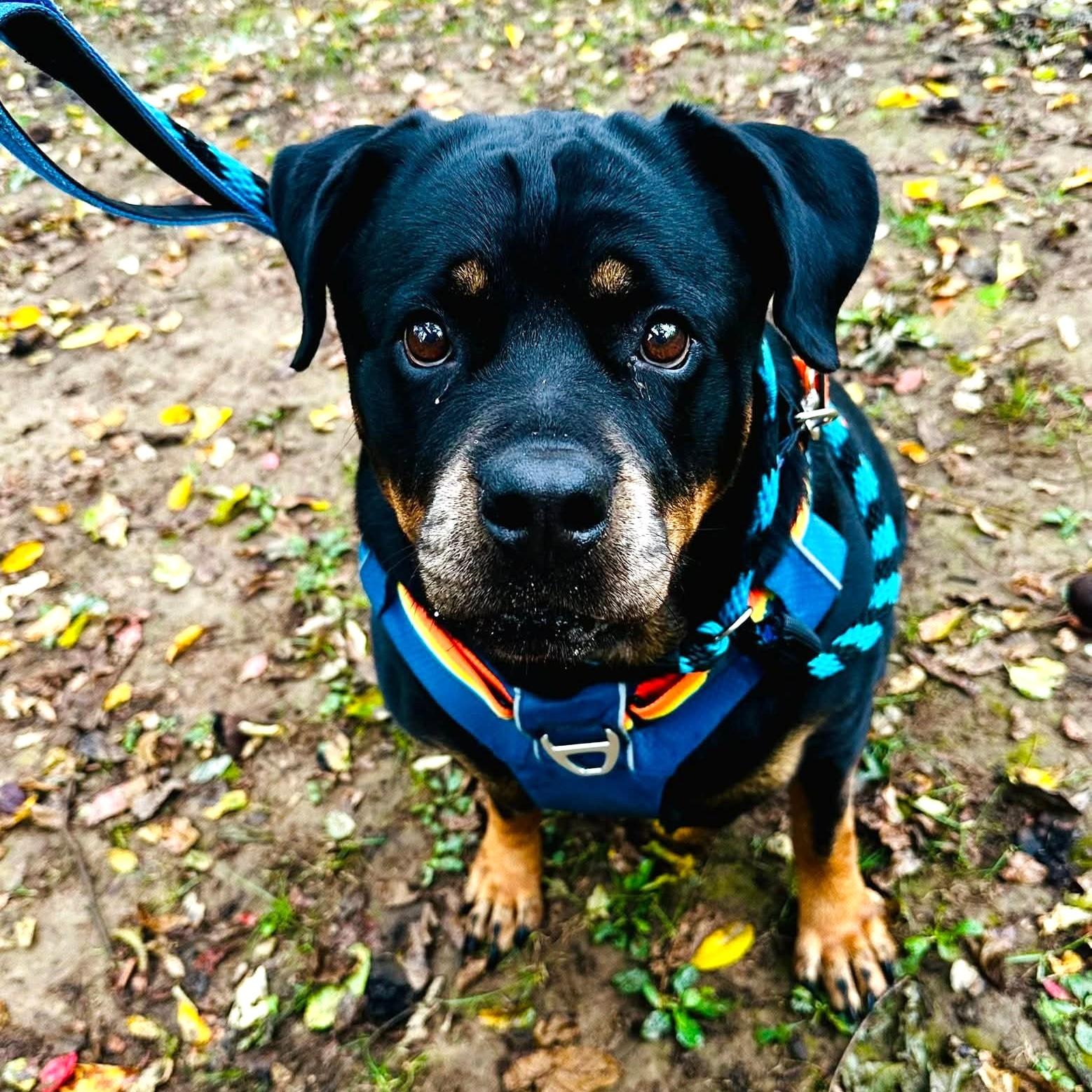 Enlarge Nikita, a Adoptable Rottweiler in Phoenixville, PA image 2/6
