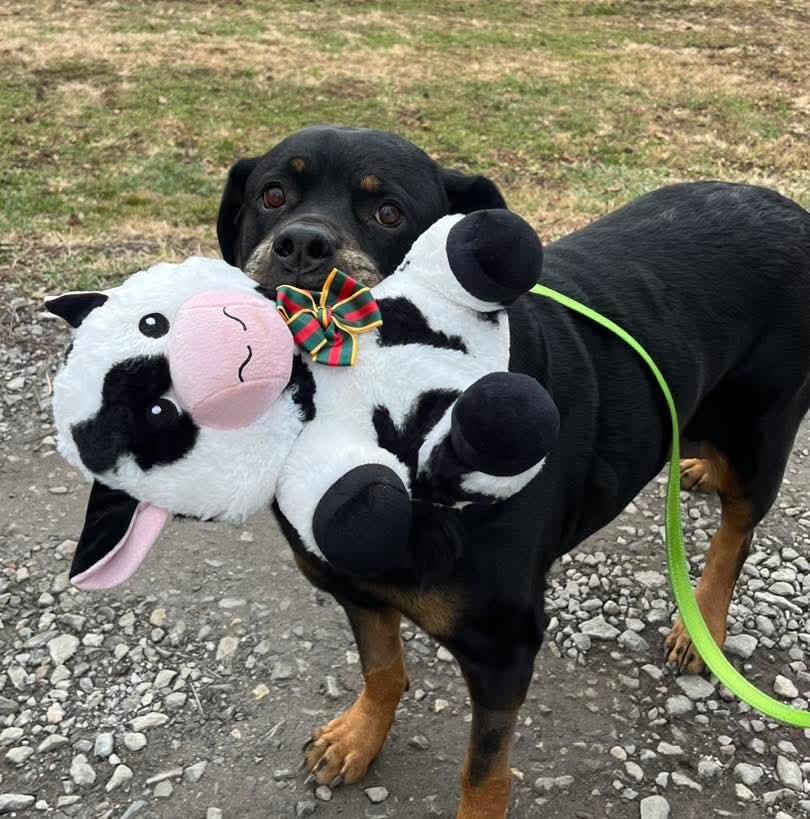 Nikita, Adoptable, Adult Female Rottweiler.