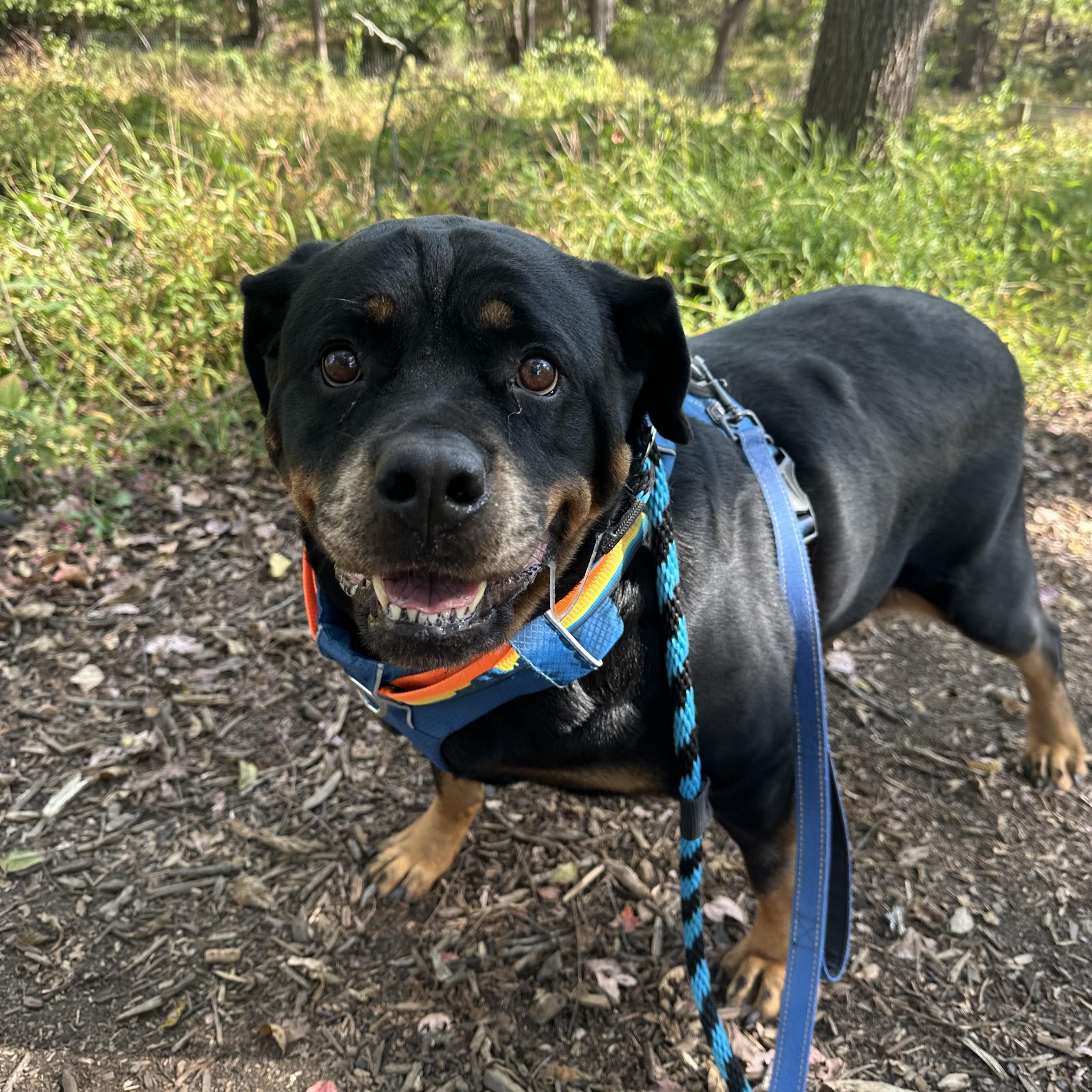 Enlarge Nikita, a Adoptable Rottweiler in Phoenixville, PA image 3/6